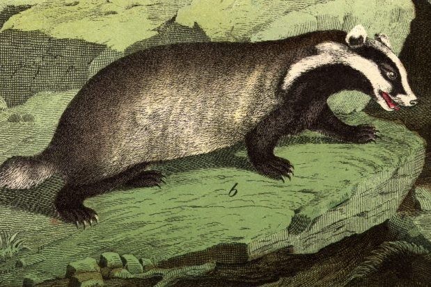 Animals - Getty Images