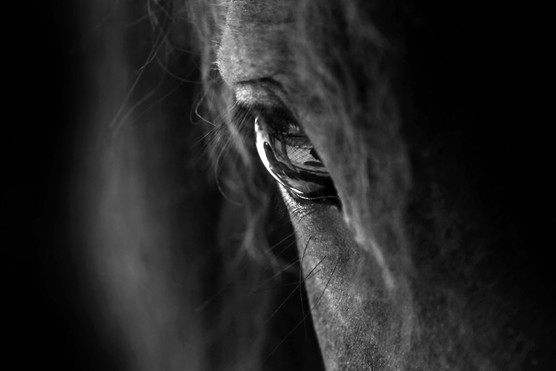 Medieval warhorses (Image by Dreamstime) A close up image of the eye of a black horse