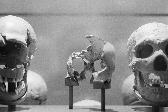 A Neanderthal skull and some of the tools used by the Neanderthals. (Photo by Getty Images)