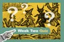 HEXA Witchcraft WK2 Leads Quiz