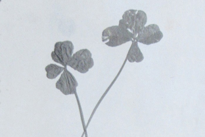 Two four-leafed clovers are laid on top of one another, forming a cross with their stems