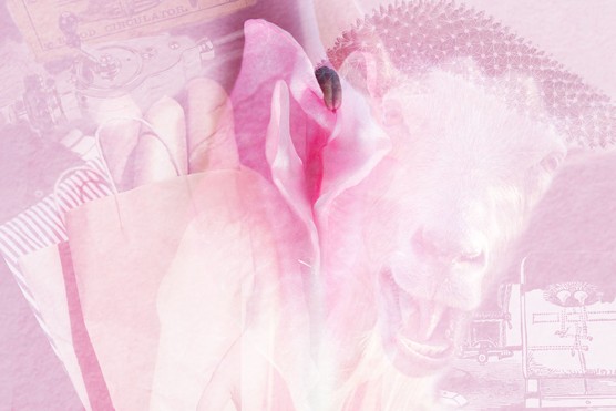 A pink flower with various contraptions in the background